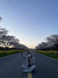 녹산로 벚꽃, 유채꽃