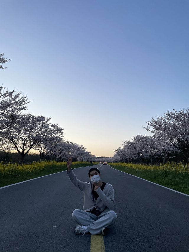 녹산로 벚꽃, 유채꽃