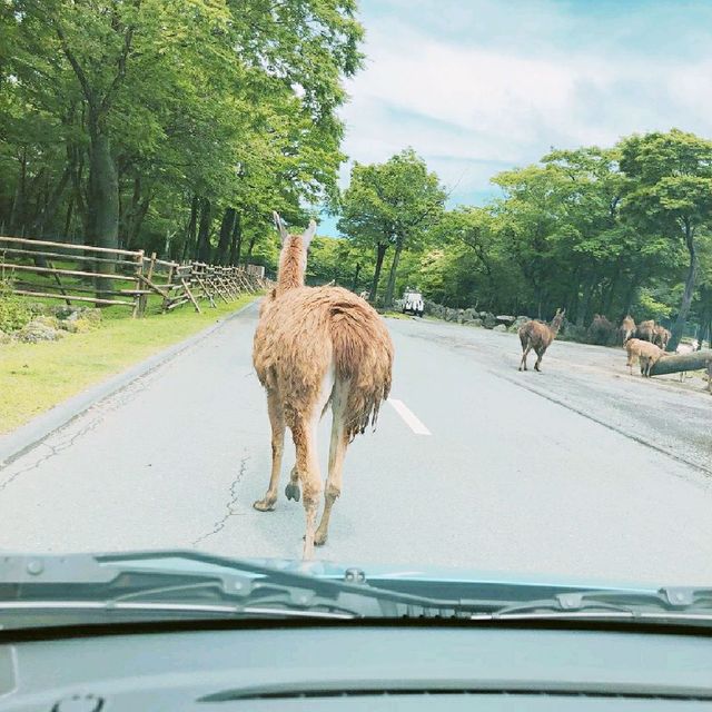 【富士サファリパーク】