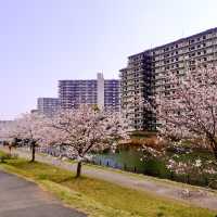 旧中川の桜並木