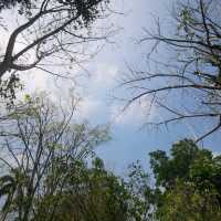 Somdul Agroforestry Home 