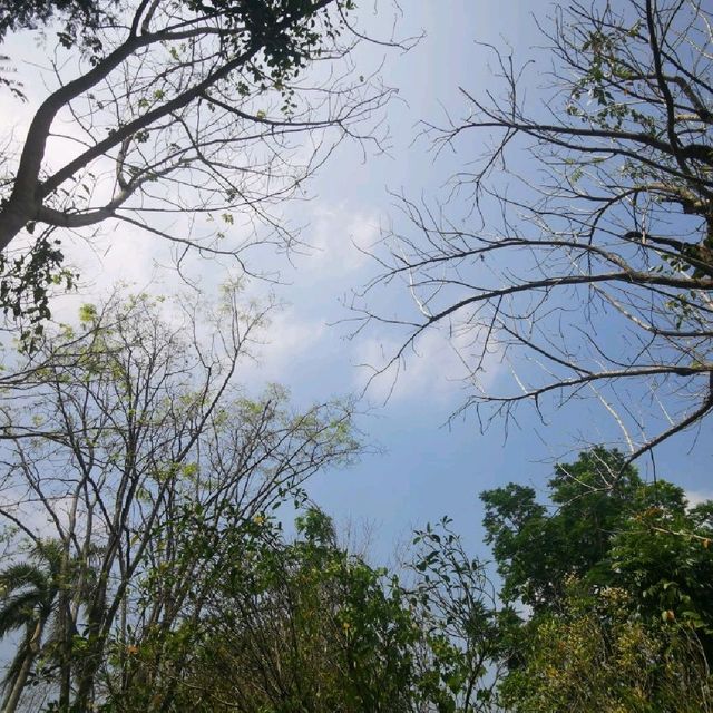 Somdul Agroforestry Home 