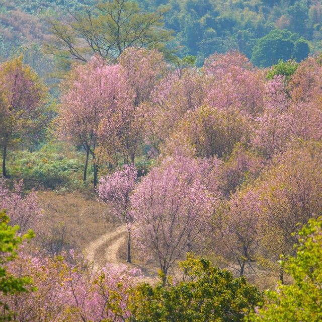 ภูลมโล หุบเขาสีชมพูแห่งซากุระเมืองไทย