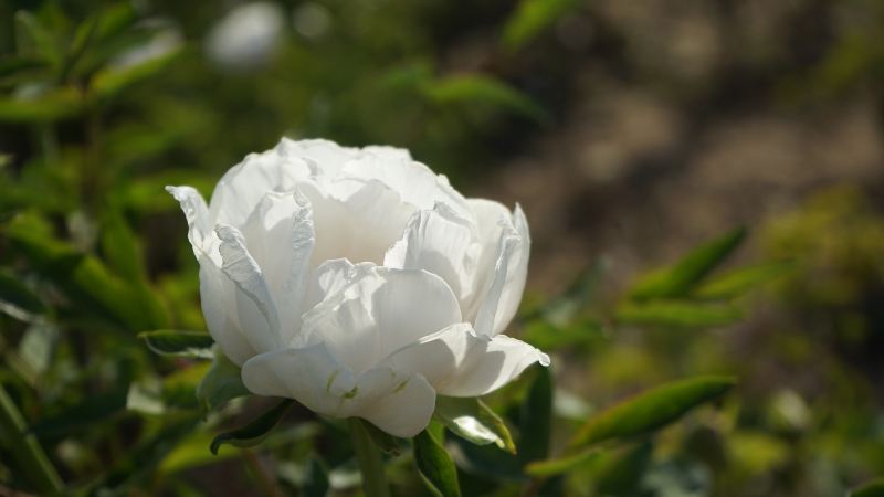 Peony Park