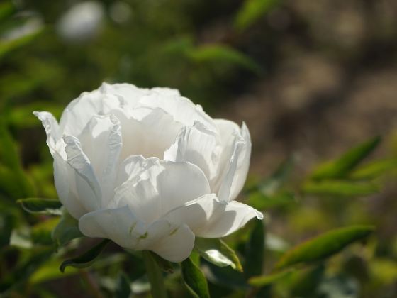 Peony Park