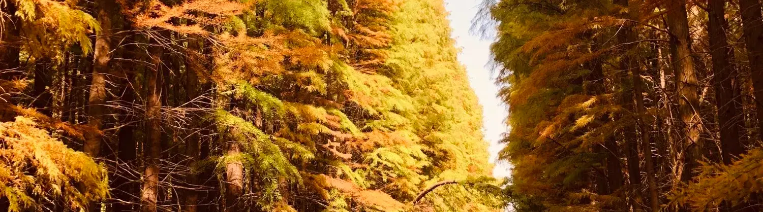Fall Viewing Attractions