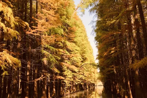 金湖水上森林景區