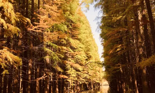 Golden Lake Water Forest Scenic Area