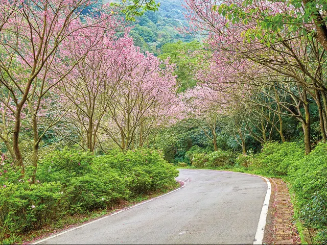 【櫻花季】粉紅大爆發,新北13處賞櫻勝地推薦打卡熱點一次看