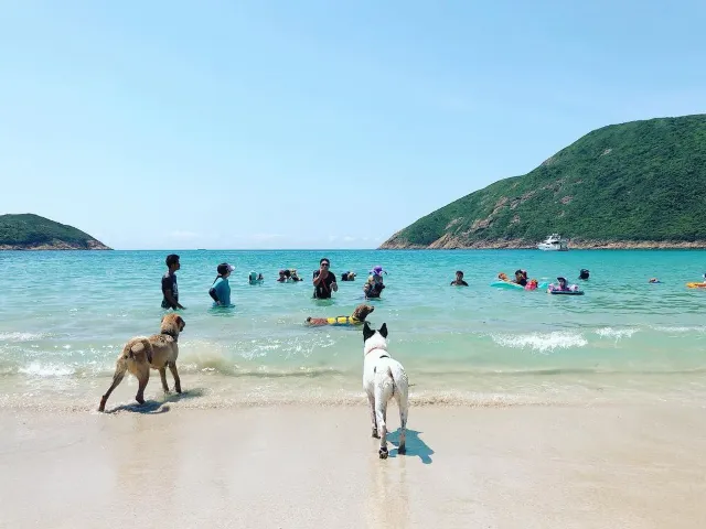 【サイゴン（西貢）日帰り旅行2025】サイゴン：透き通った海と美しい砂浜の代名詞！サイゴンの観光スポット、交通、グルメ、島巡りのおすすめ