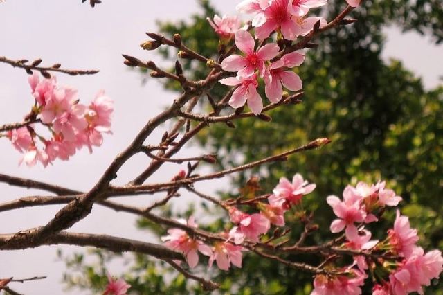香港賞花21 全年賞花時間表12大品種開花時間 地點一覽遊記攻略 Trip Com遊玩攻略 香港賞花21 全年賞花時間表12大品種開花時間 地點一覽遊記攻略 Trip Com遊玩攻略