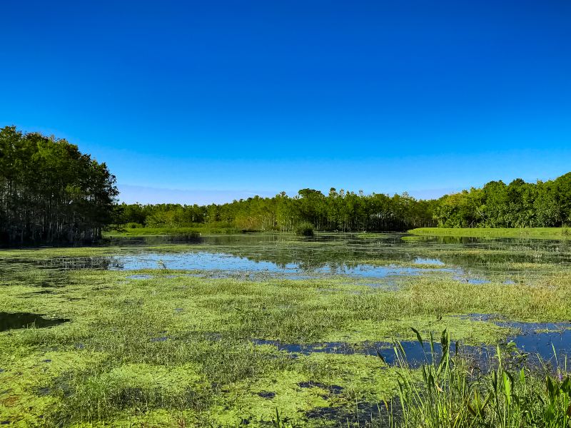 Wuhu Liulang Wetland Flower Sea