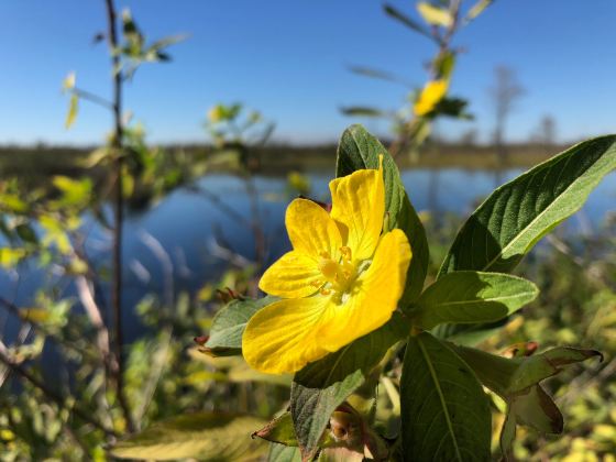 North Dike Park