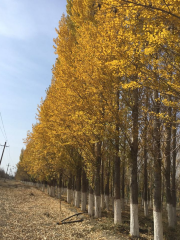 克拉瑪依林海公園