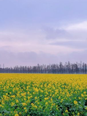 新村油菜花田