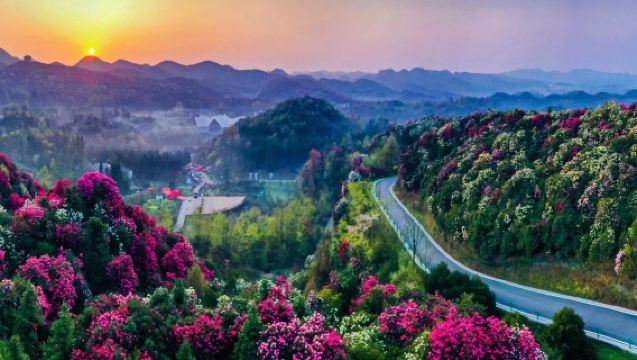 貴州百里杜鵑風景區一日遊【春季賞花&金坡+普底兩景區】