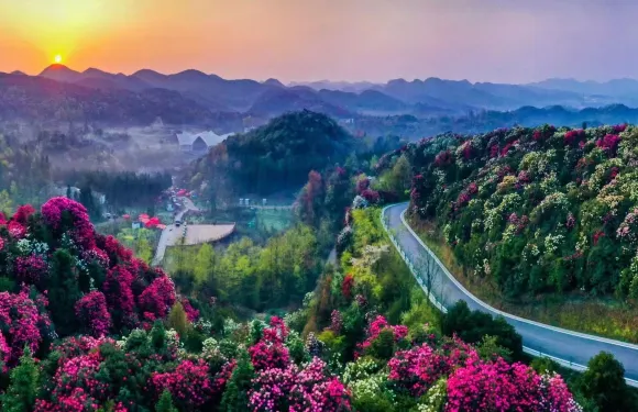 貴州百里杜鵑風景區一日遊【春季賞花&金坡+普底兩景區】