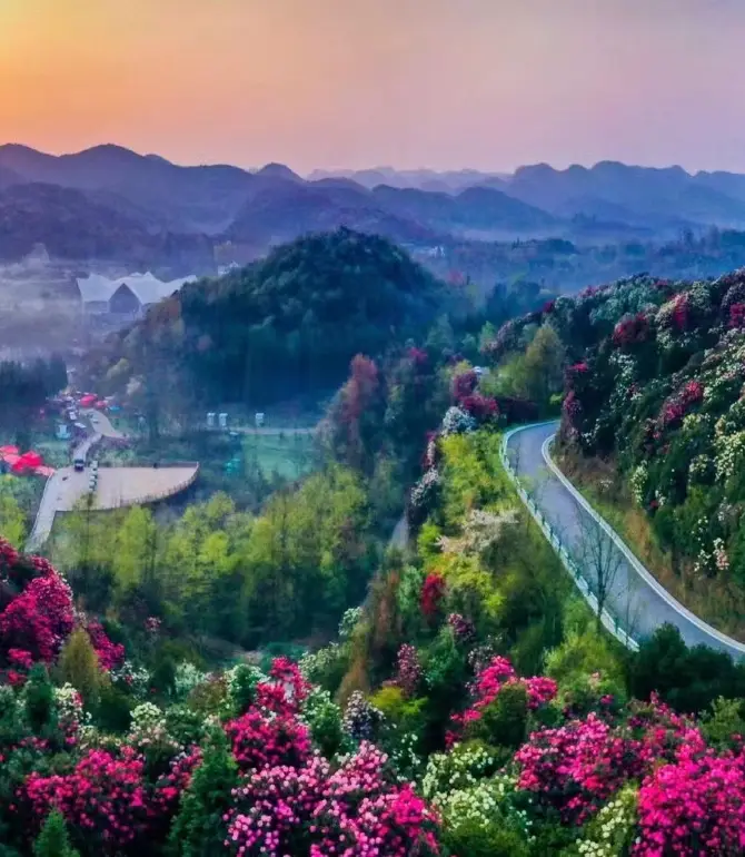 Baili Rhododendron Scenic Area