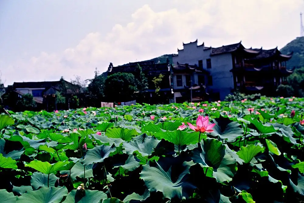 1-Day Quick Visit: Perfect for Transient Travelers