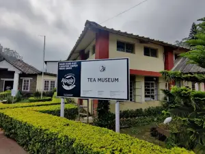 Tea Museum