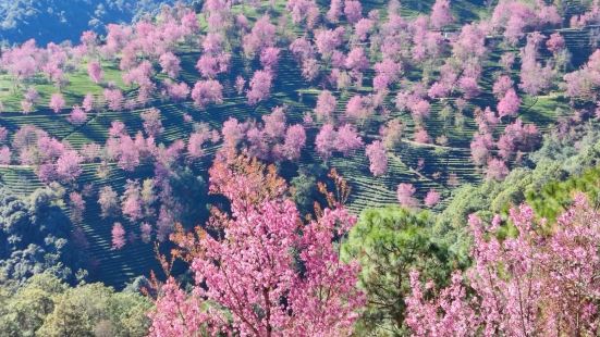 雲南的冬天冷嗎？雲南的冬天有花嗎？有綠色嗎？無量山櫻花谷不冷