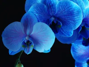 Blue Orchid Thai Cuisine