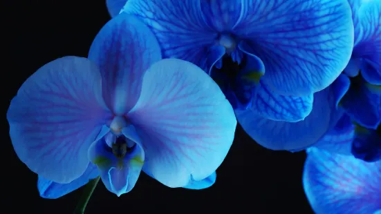 Blue Orchid Thai Cuisine