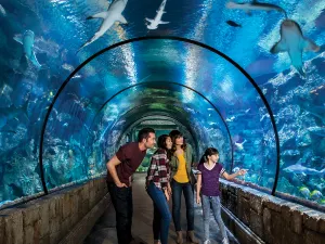 Shark Reef at Mandalay Bay