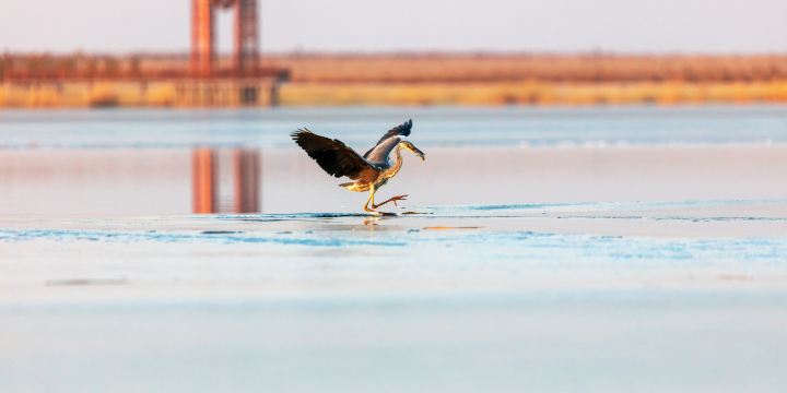 Swan Lake Wetland Park