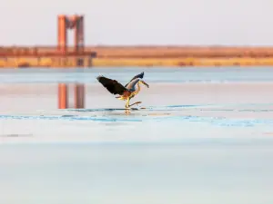 天鵝湖濕地公園