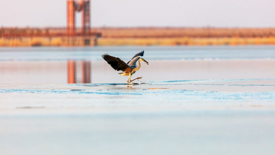 Swan Lake Wetland Park