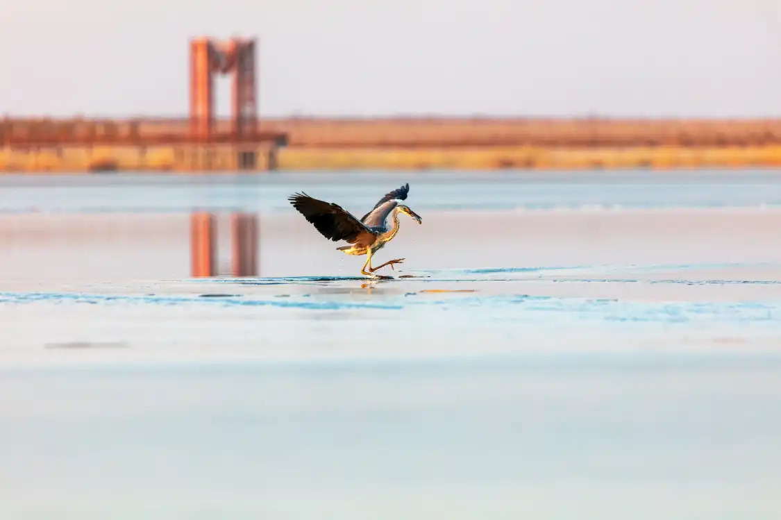 Hotels near Swan Lake Wetland Park