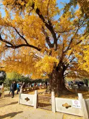 千年古銀杏園