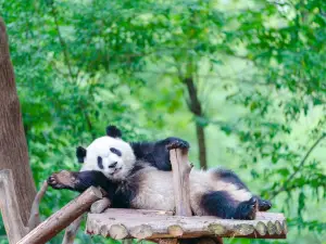 Chengdu Research Base of Giant Panda Breeding