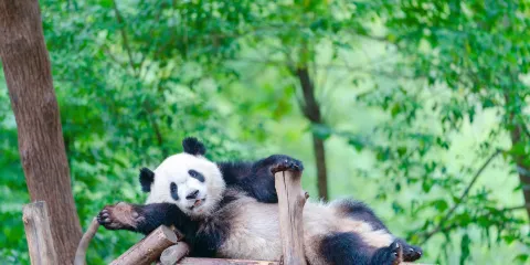 成都大熊貓繁育研究基地