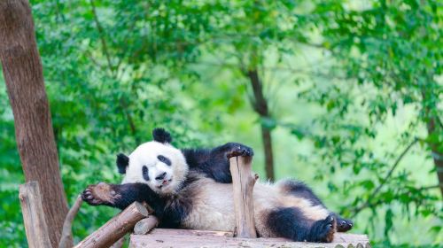 Base de investigación de cría de pandas gigantes de Chengdu