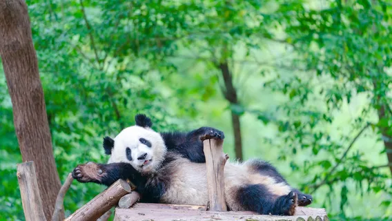 Chengdu Research Base of Giant Panda Breeding