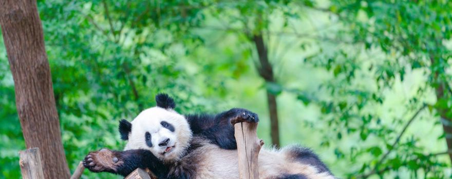 Chengdu Research Base of Giant Panda Breeding