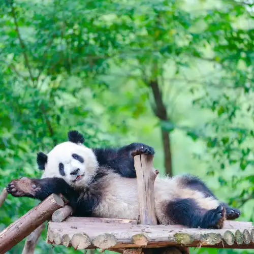 Top 50 Global Traveller-Picked Attractions in Chengdu