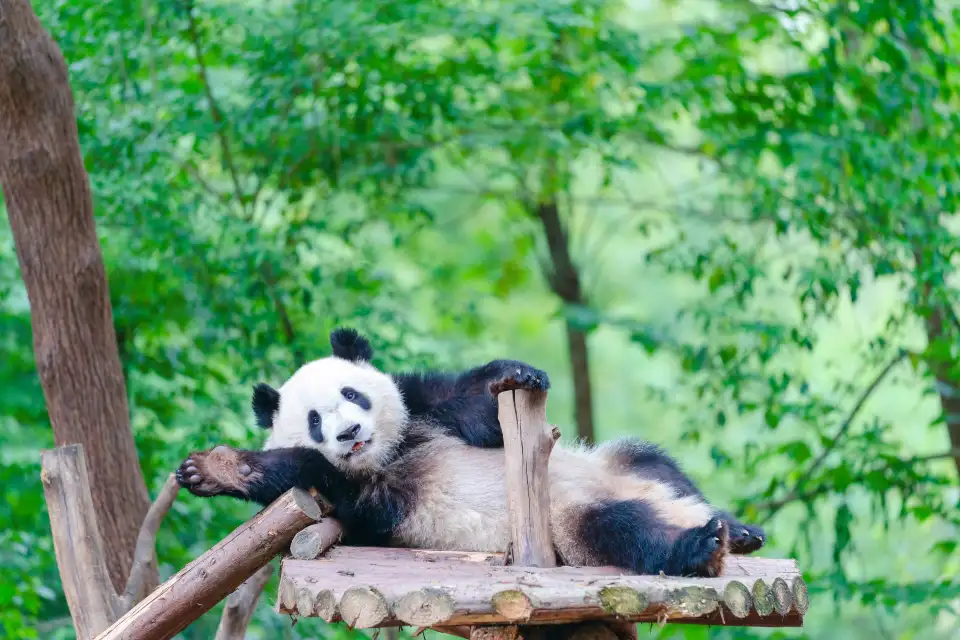 1_Chengdu Research Base of Giant Panda Breeding