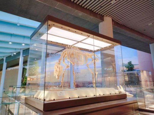 Hezheng Paleozoological Museum