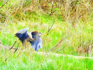 Inglewood Bird Sanctuary & Nature Centre