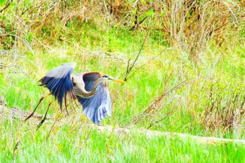 Inglewood Bird Sanctuary & Nature Centre