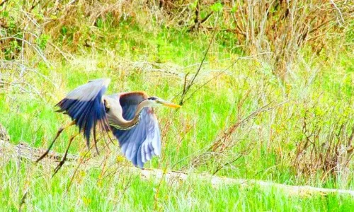 Inglewood Bird Sanctuary & Nature Centre