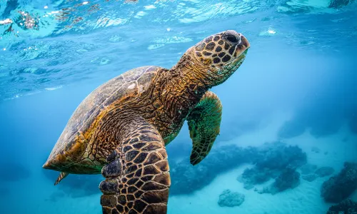 Scuba Diving in Honolulu