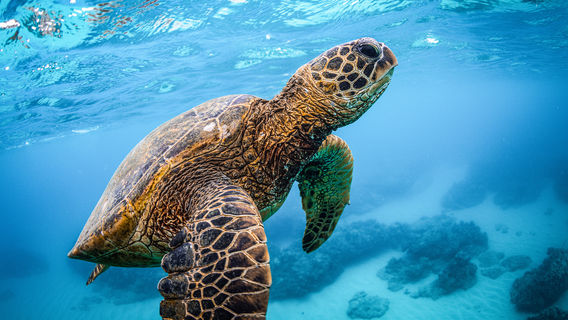 Scuba Diving in Honolulu