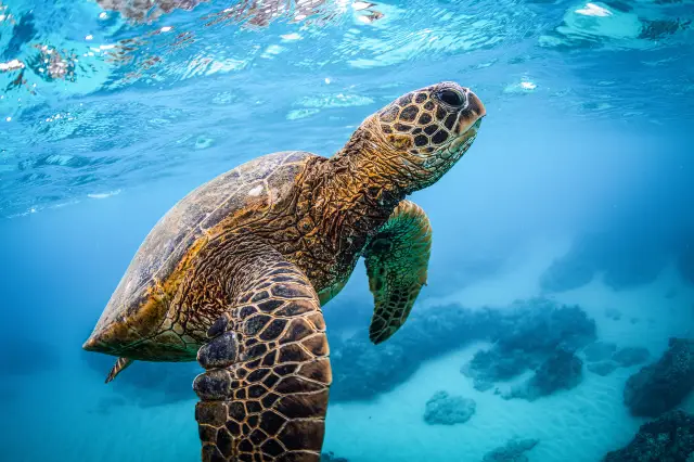 Scuba Diving in Honolulu
