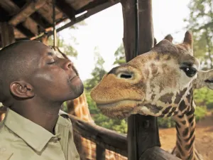 Giraffe Centre