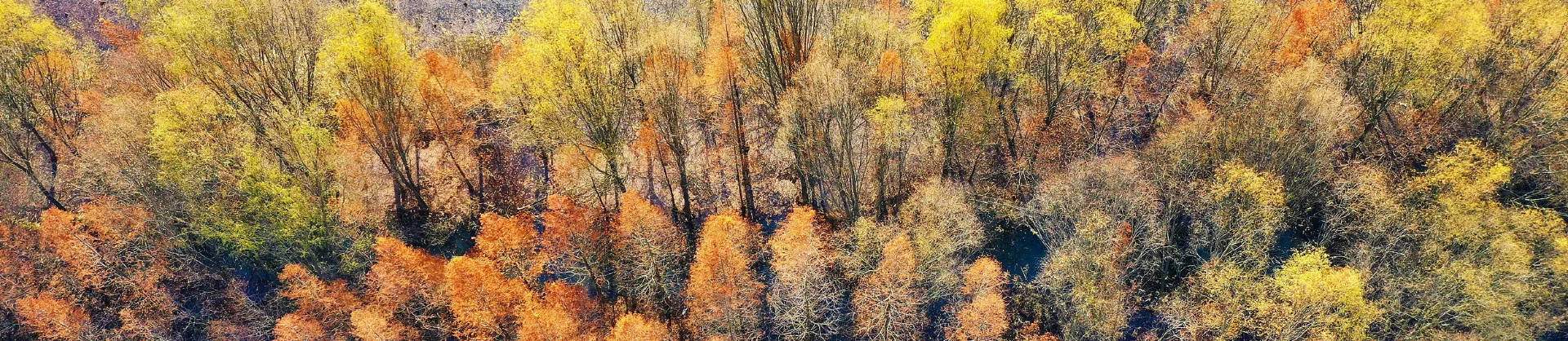 Fall Viewing Attractions