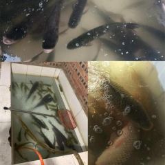 小媳妇农家院铁锅炖灶台鱼 User Photo